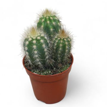 Pilosocereus gounellei