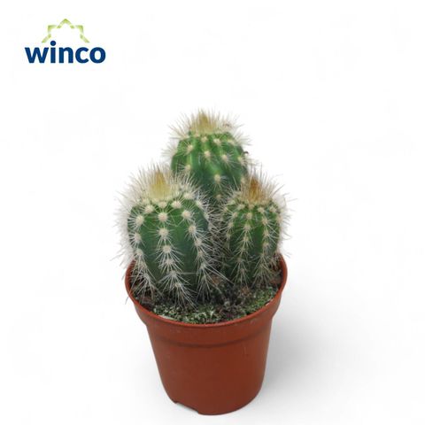 Pilosocereus gounellei