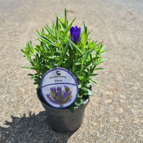 Gentiana 'Diana'