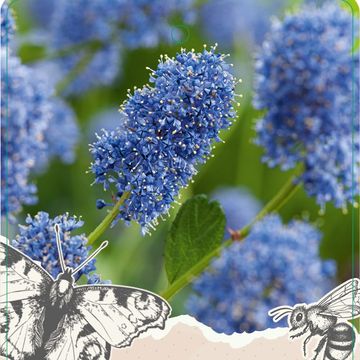 Ceanothus MIX