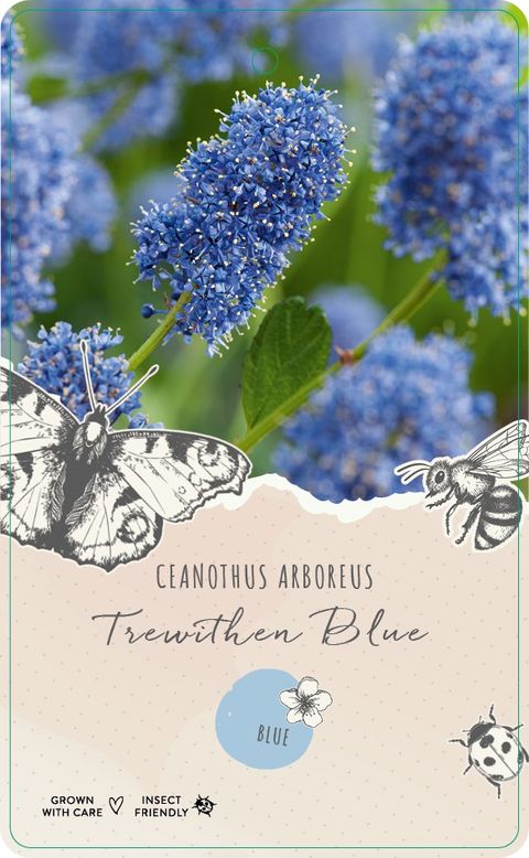 Ceanothus MIX