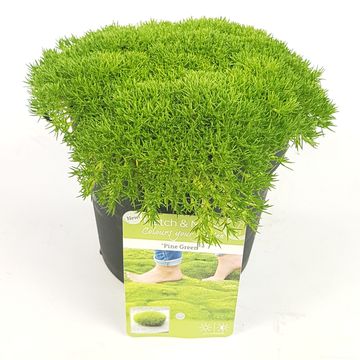 Sagina subulata 'Pine Green'