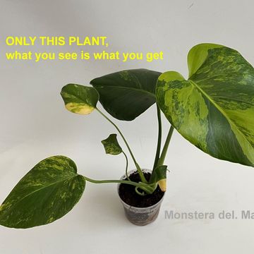 Monstera 'Yellow Marilyn'