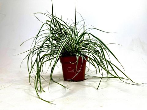 Carex oshimensis ЭВЕРЕСТ