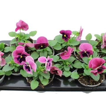 Viola x wittrockiana DELTA F1 ROSE WITH BLOTCH