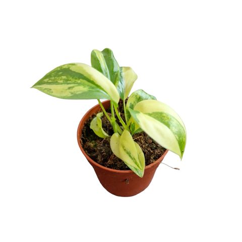 Philodendron burle-marxii 'Variegata'