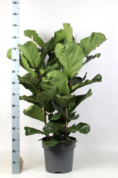 Ficus lyrata