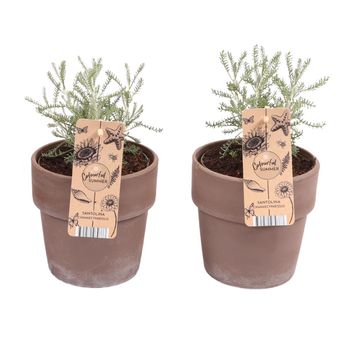 Santolina chamaecyparissus