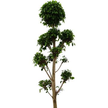 Ficus microcarpa 'Nitida'