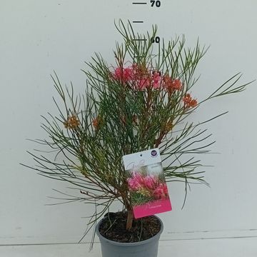 Grevillea johnsonii