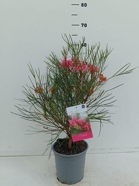 Grevillea johnsonii