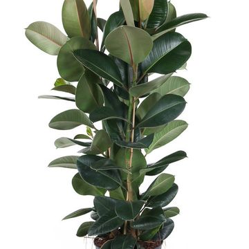 Ficus elastica 'Robusta'