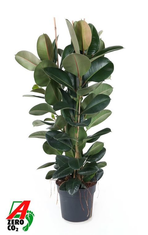 Ficus elastica 'Robusta'