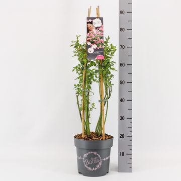 Rosa ROSY BOOM PINK