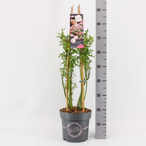 Rosa ROSY BOOM PINK