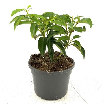 Prunus lusitanica 'Ангустифолия'