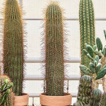 Trichocereus pasacana