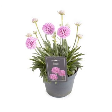 Armeria pseudarmeria DREAMERIA SWEET DREAMS
