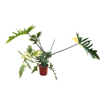 Philodendron 'Kitina'