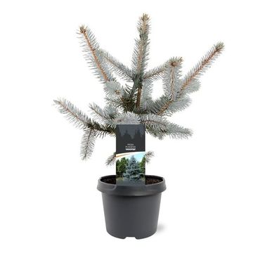 Picea pungens 'Hoopsii'