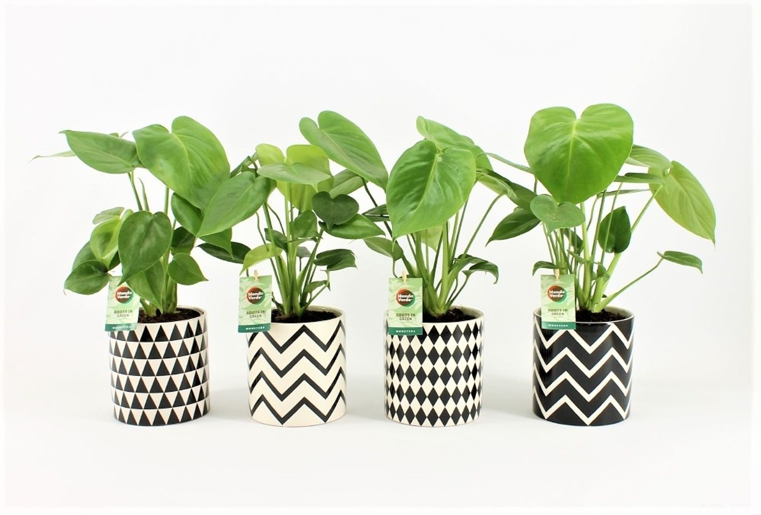 monstera-deliciosa-bitkiler-toptan-sat-floraccess