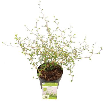 Sophora 'Little Baby'