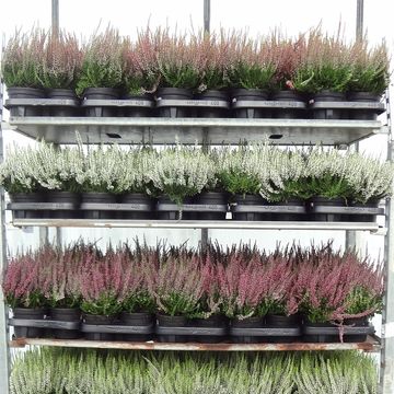 Calluna vulgaris GARDEN GIRLS MIX