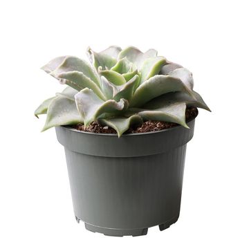 Echeveria 'Madiba'