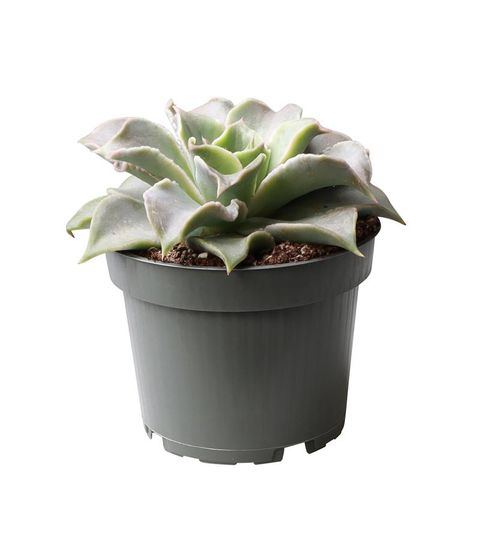 Echeveria 'Madiba'