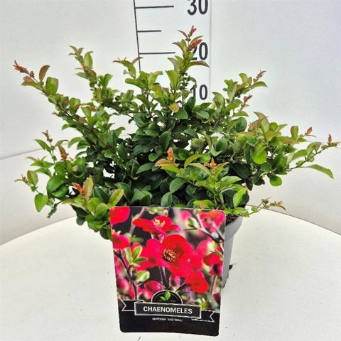 Chaenomeles x superba 'Red Trail'
