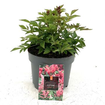Astilbe SHORT 'N' SWEET FIREBERRY