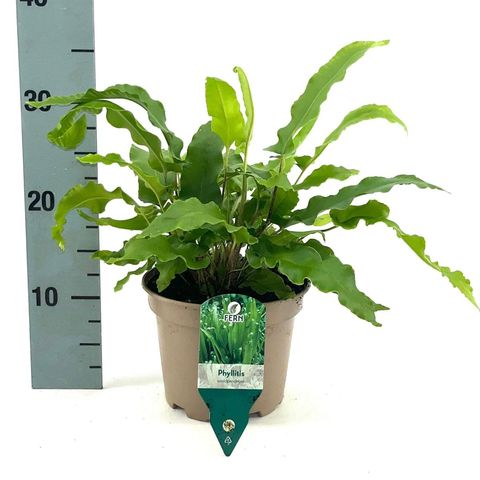 Asplenium scolopendrium