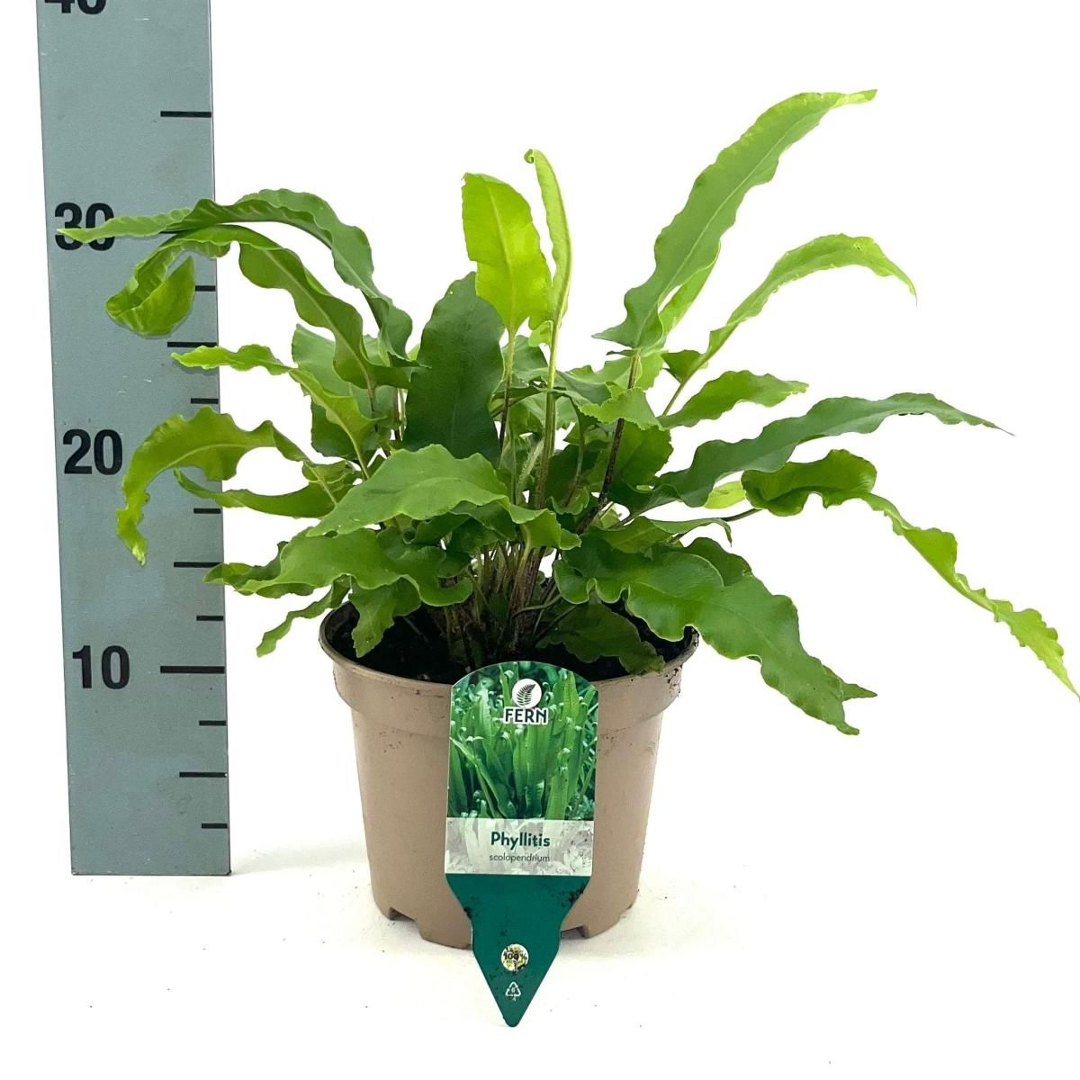 Asplenium Scolopendrium Plant Wholesale FlorAccess asplenium-scolopendrium-plant-wholesale-floraccess