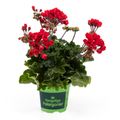 Pelargonium CARMEN ANDREA