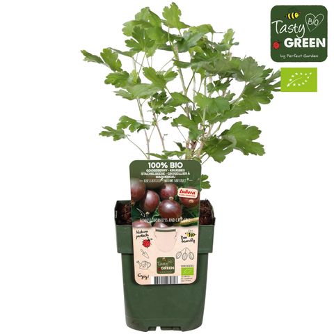 Ribes uva-crispa EASYCRISP MADAME SANSSOUCI