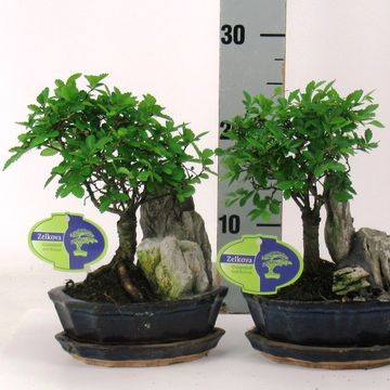 Zelkova