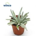Senecio scaposus