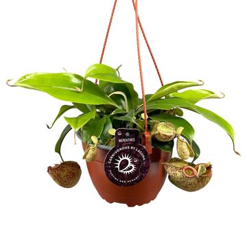 Nepenthes hookeriana