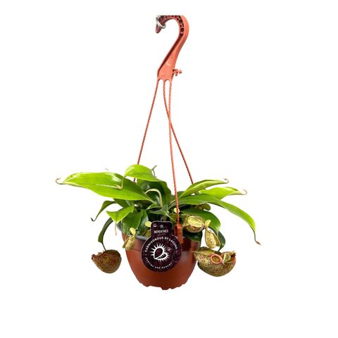 Nepenthes hookeriana