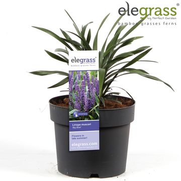 Liriope muscari 'Big Blue'