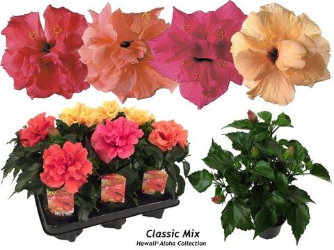 Hibiscus rosa-sinensis CLASSIC MIX