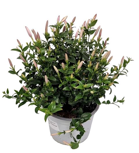 Jasminum multipartitum