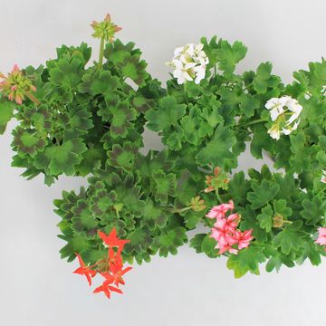 Pelargonium FIREWORKS MIX