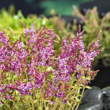 Rotala indica