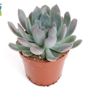 Echeveria pulidonis