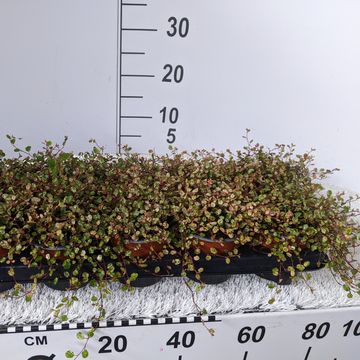 Muehlenbeckia complexa 'Pink Camouflage'