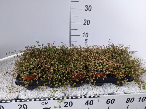Muehlenbeckia complexa 'Pink Camouflage'