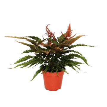 Pteris quadriaurita 'Tricolor'