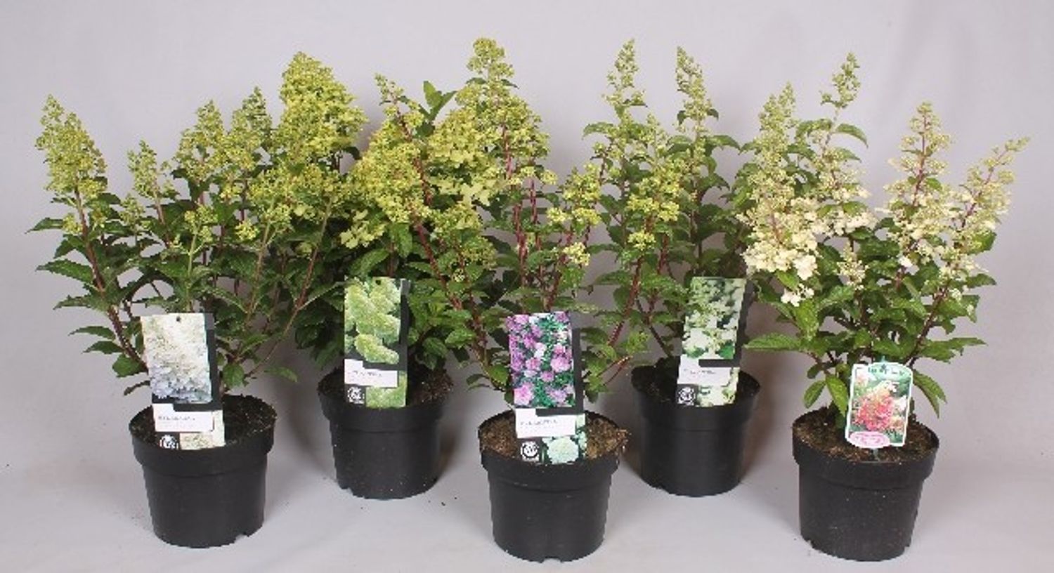 Hydrangea paniculata MIX — Toptan Bitki Satışı FlorAccess