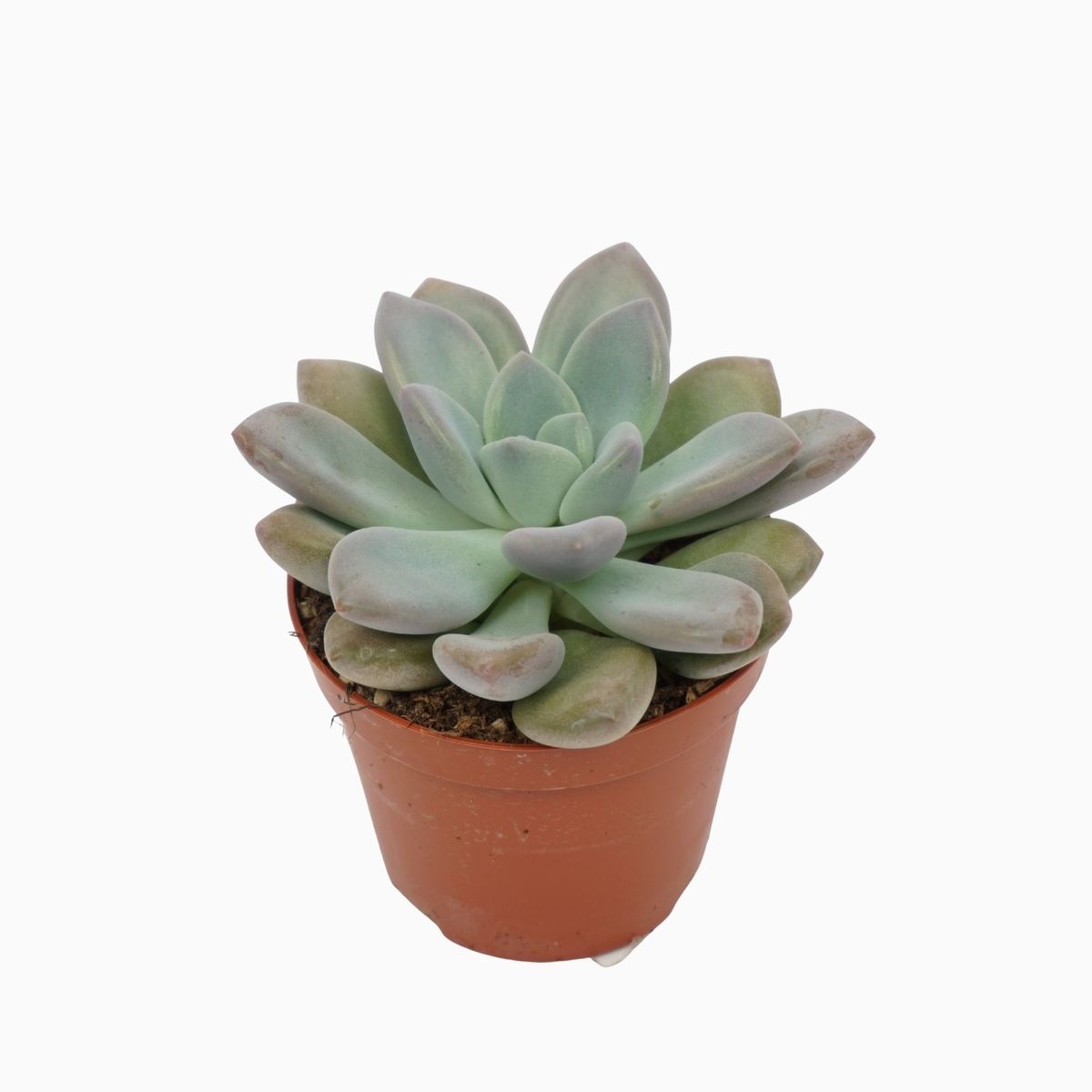 x Pachyveria 'Opalina' — Plant Wholesale FlorAccess